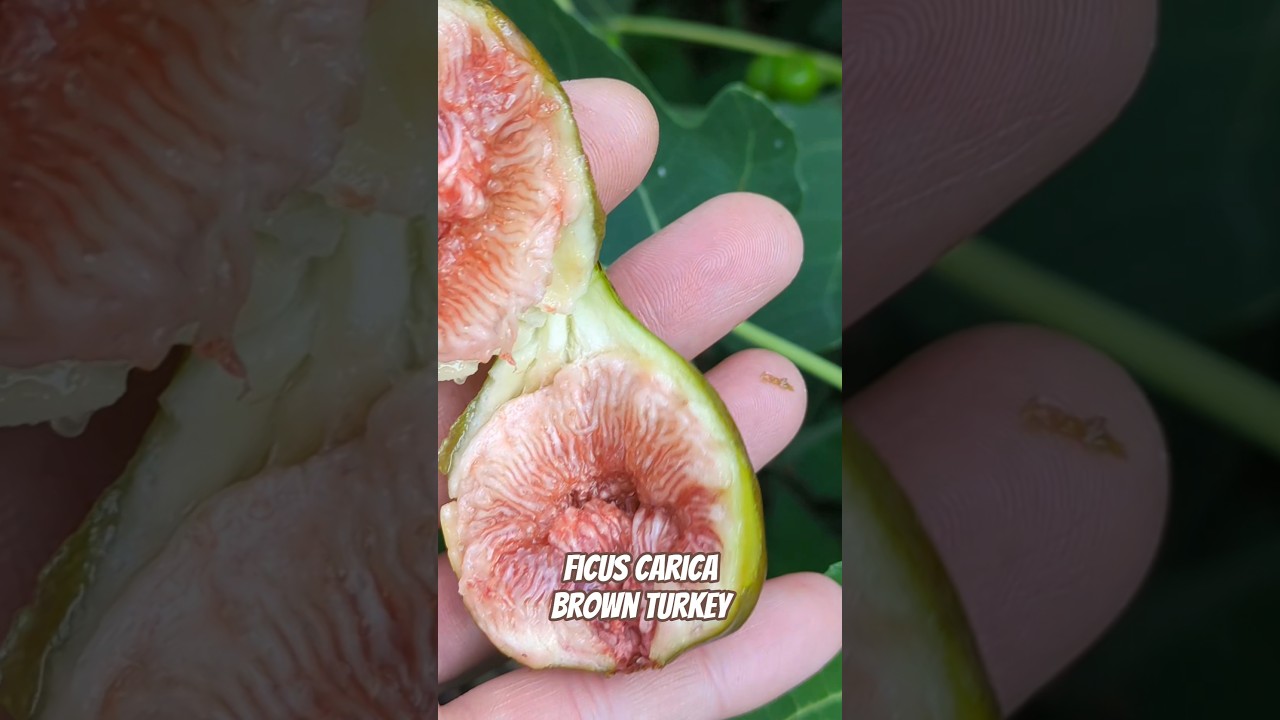 Ficus carica ‚brown turkey‘ www.feigenhof.de #feige