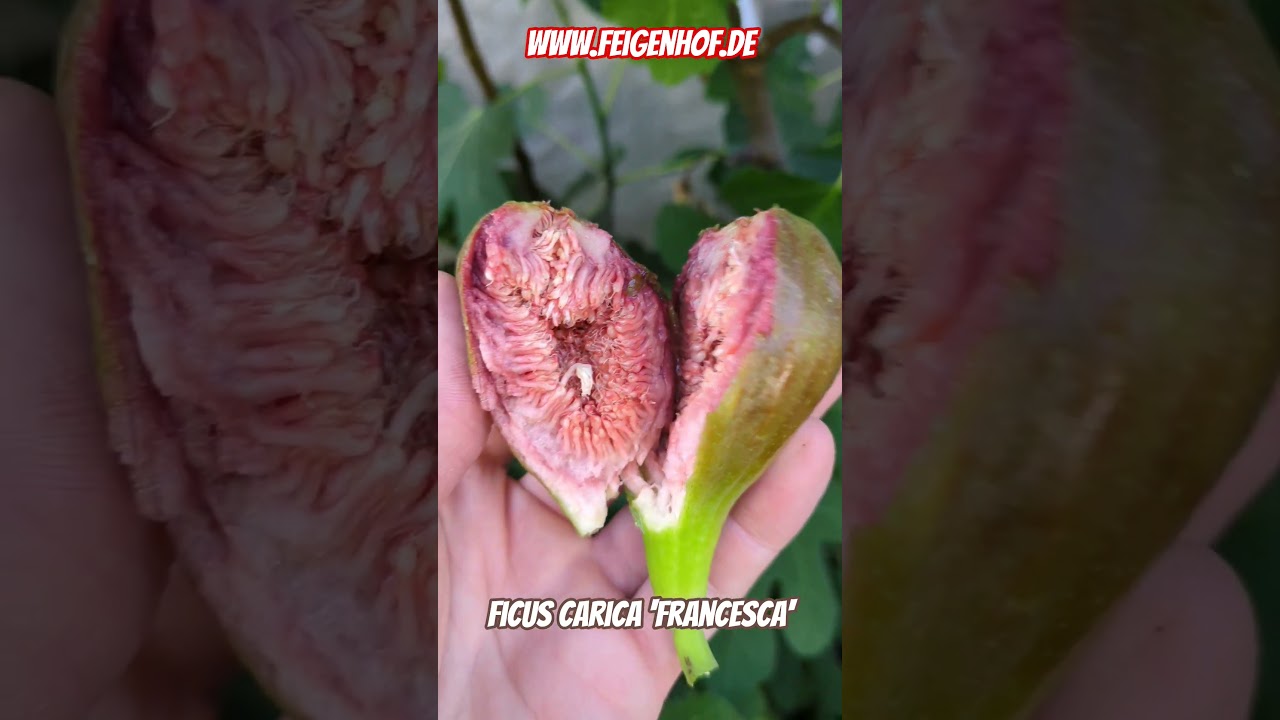 Feige Francesca: Pflege, Ernte und Anbau der Sorte 1 Feige „francesca“ www.feigenhof.de #feigenpflege #ficusscarica #feigenernte