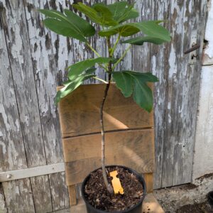 Ficus carica "Excel"