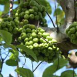 Feigen Vietnam: Tropische Ficus-Arten & Maulbeergewächse