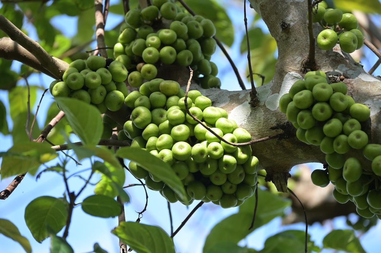 Feigen Vietnam: Tropische Ficus-Arten & Maulbeergewächse 1 BVO 6355