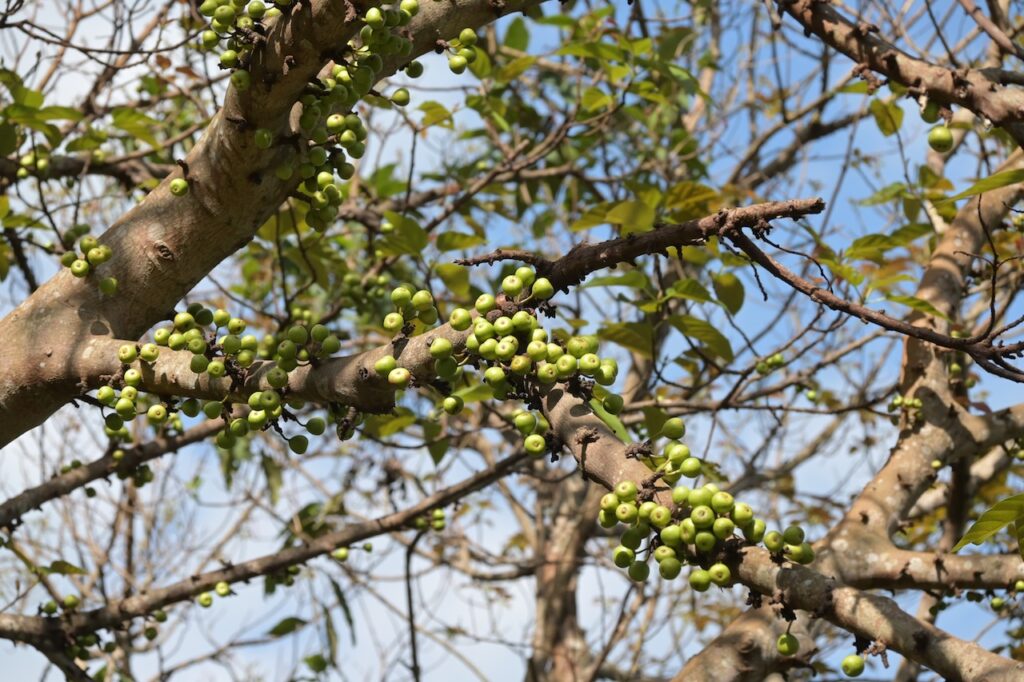 Feigen Vietnam: Tropische Ficus-Arten & Maulbeergewächse 2 BVO 6367
