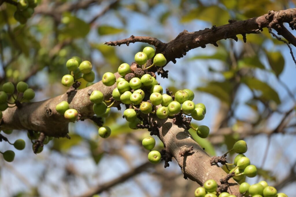 Feigen Vietnam: Tropische Ficus-Arten & Maulbeergewächse 3 BVO 6368