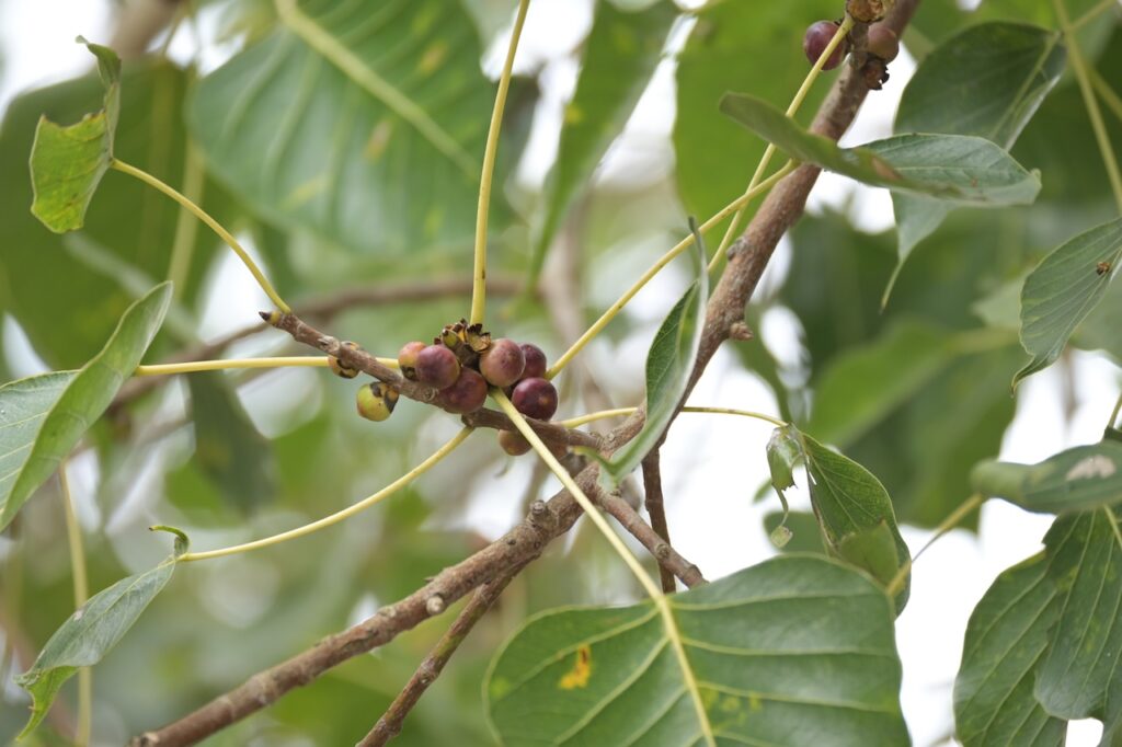 Feigen Vietnam: Tropische Ficus-Arten & Maulbeergewächse 4 BVO 9095