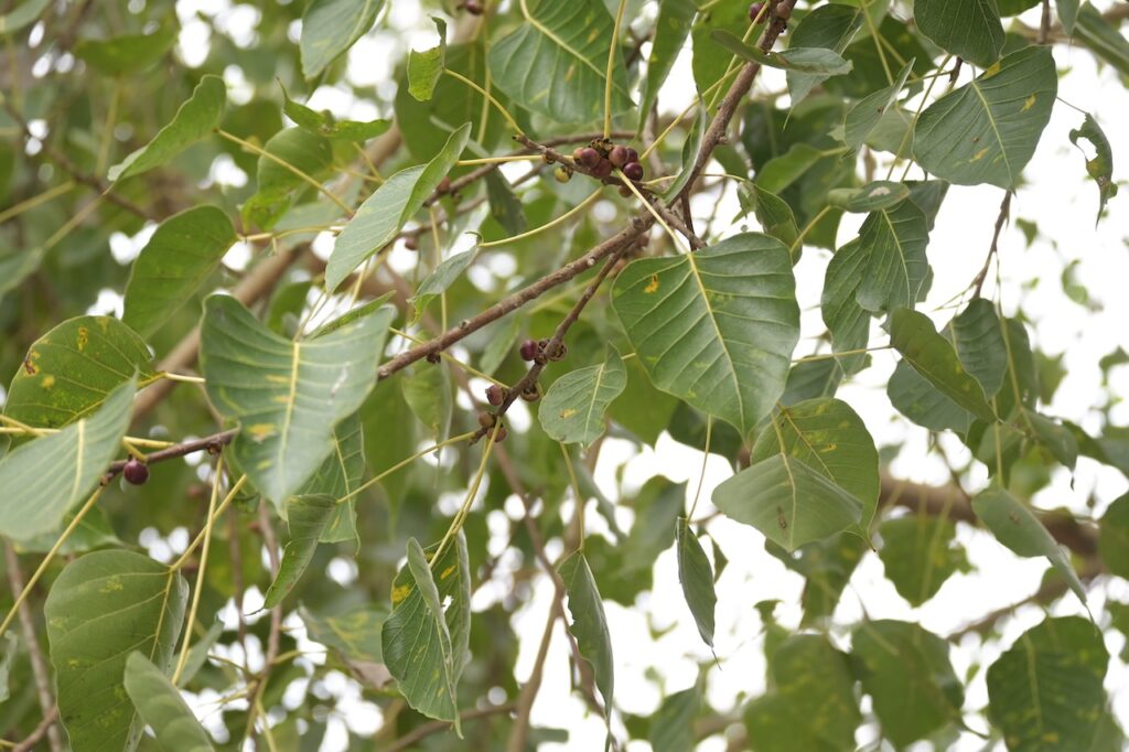 Feigen Vietnam: Tropische Ficus-Arten & Maulbeergewächse 5 BVO 9096