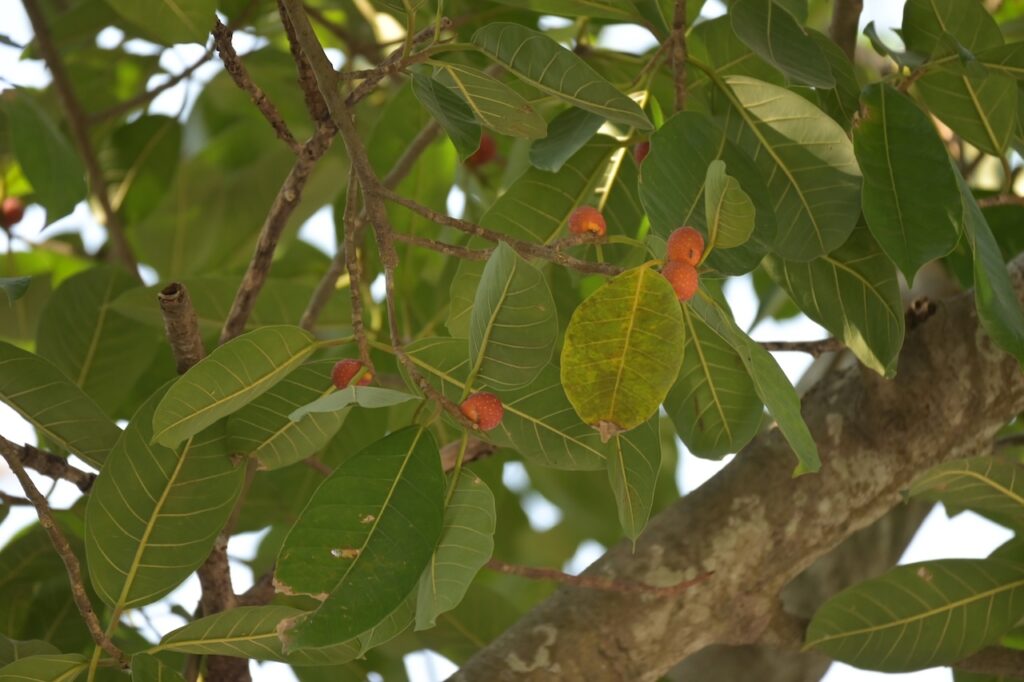 Feigen Vietnam: Tropische Ficus-Arten & Maulbeergewächse 6 BVO 9204