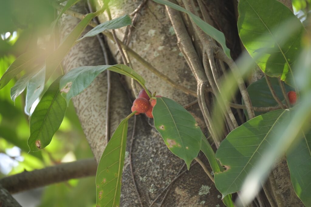 Feigen Vietnam: Tropische Ficus-Arten & Maulbeergewächse 7 BVO 9212