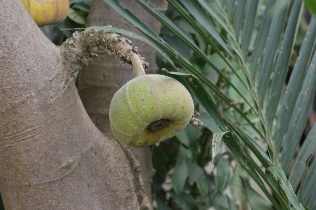 Feigen Vietnam: Tropische Ficus-Arten & Maulbeergewächse 8 BVO 9624
