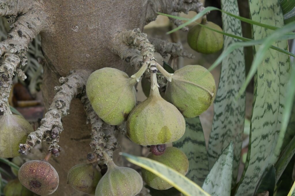 Feigen Vietnam: Tropische Ficus-Arten & Maulbeergewächse 9 BVO 9625