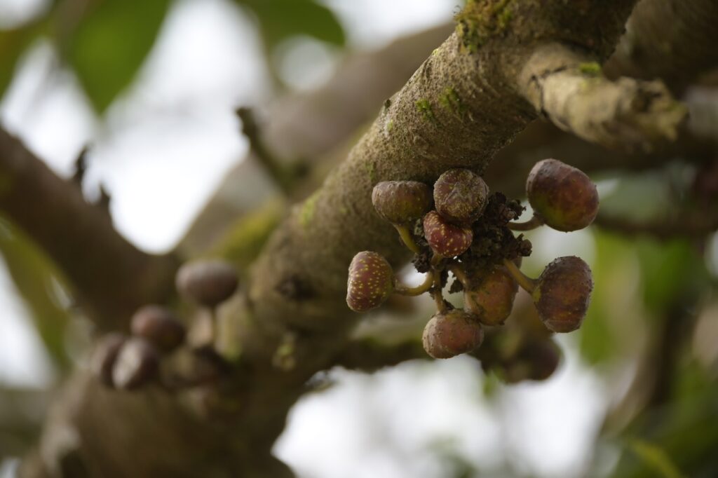 Feigen Vietnam: Tropische Ficus-Arten & Maulbeergewächse 10 BVO 9894