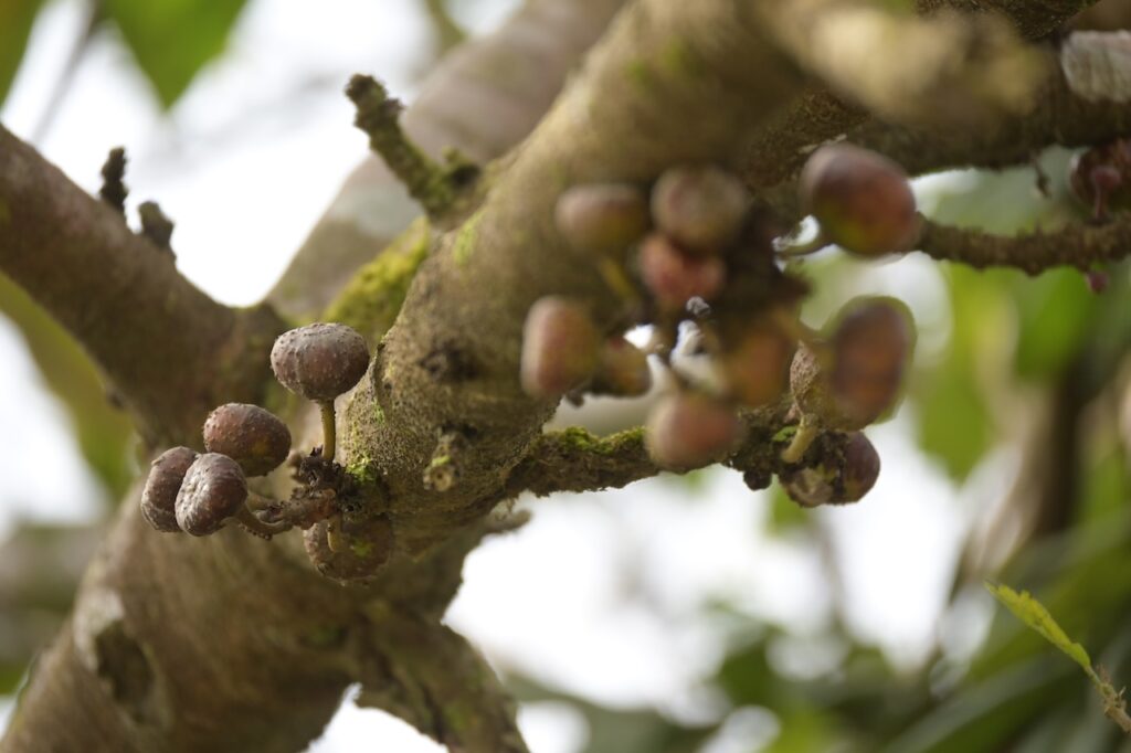 Feigen Vietnam: Tropische Ficus-Arten & Maulbeergewächse 11 BVO 9896