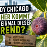 Hardy Chicago: gute Feige – aber nicht die eine Superfeige