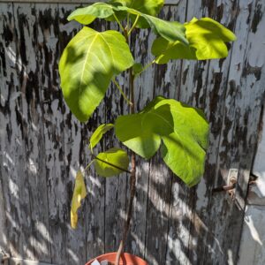 Ficus carica LSU Giants Celeste