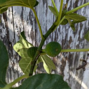 Ficus carica Brooklyn Dark