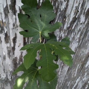 Ficus carica Early Dark