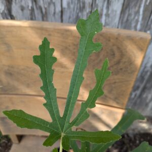 Ficus joannis Afghanistanica