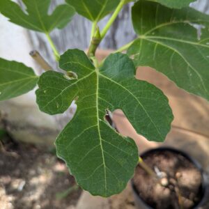 Ficus carica Murse
