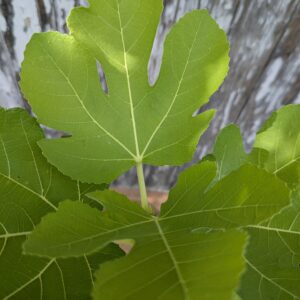Ficus carica Filiciano